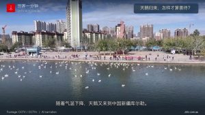 天鹅归来，怎样才算善待｜Welcoming Swans, Caring for Wildlife