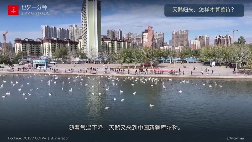 天鹅归来，怎样才算善待